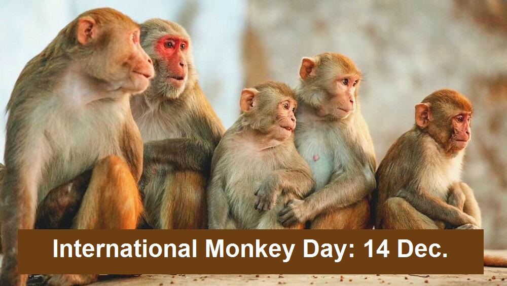 International Monkey Day