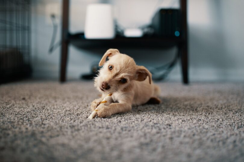 photo of puppy lying on carpet