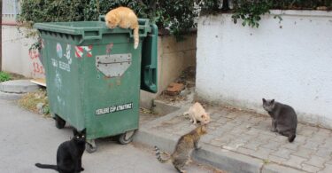 photo of cats near a green dumpster