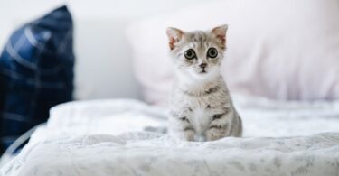gray and white kitten on white bed