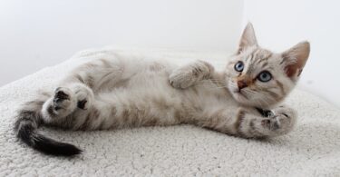 photo of grey tabby kitten lying down